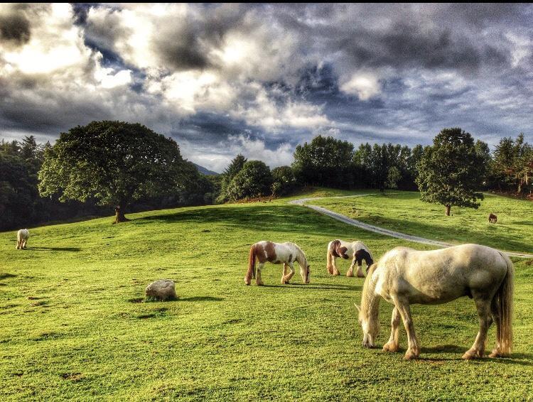 Muckross Riding Stables Killarney Exterior photo
